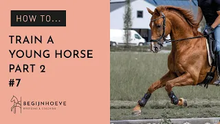 How to train a young horse, part two | Begijnhoeve | How to #7