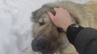 Трос для Кавказской овчарки