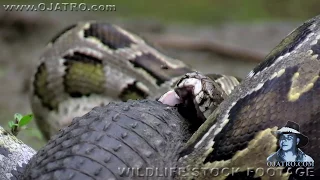 Python Eats Alligator 01 Narration