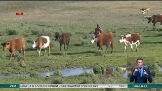 В Костанайской области произошла вспышка сибирской язвы