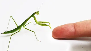 The process of making friends with the mantis