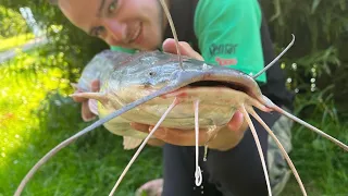 De Afrikaanse meerval (Clarias gariepinus)