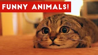 Funniest Animal Home Video Bloopers & Outtakes January 2017 | Funny Pet Videos