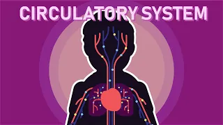 What is The Human Circulatory System? - Part 1