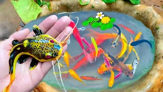 Catch colorful ornamental fish, Glofish, Moli fish, goldfish, betta fish, koi fish#01