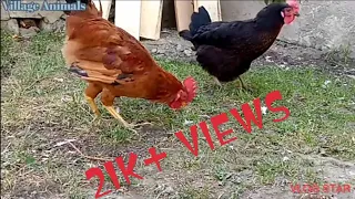 Brown Amazing Rooster Meeting | Village Animals |