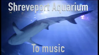 Shreveport Aquarium | Shreveport, Louisiana | Sharks | Sting Rays