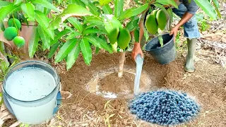 Best Npk Fertilizer For Mango Trees | Best Fertilizer