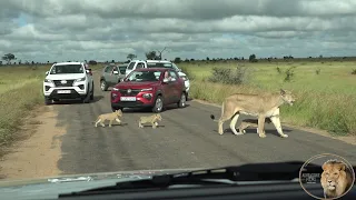 Lion Cubs Of Casper Introduced To Humans, Cars And An Elephant