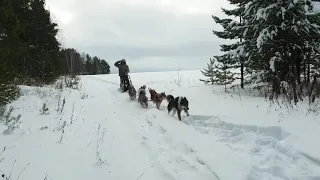Зимняя охота на кабана с лайками