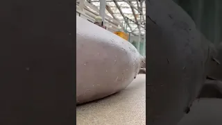 жирный тюлень прыгает по асвальту