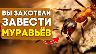 Что нужно знать перед тем, как завести своих первых муравьев? Ликбез мирмекипера // Димон и Пумба