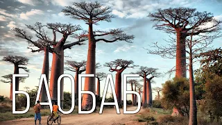 Баобаб: Древнее дерево "вверх тормашками" | Интересные факты про растения