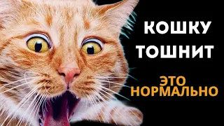 Кошку тошнит.И это нормально .