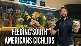 FEEDING SOUTH AMERICAN CICHLIDS (How Much, How Often, & What Food) - 7 Tips!