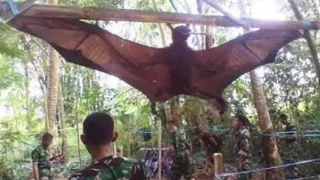 World's largest bat found in Philippines