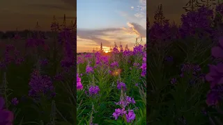 Nature for healing. Soothing and relaxing bird song and sunset. #shorts #shortvideo