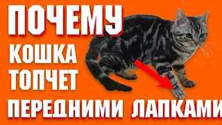 Так вот что значит если кошка топчет вас передними лапками!