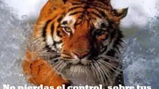 Eye Of The Tiger (El Ojo del Tigre) Subtitulado al español