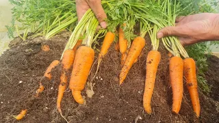 Many are wrong! When is it time to pull carrots out of the ground??