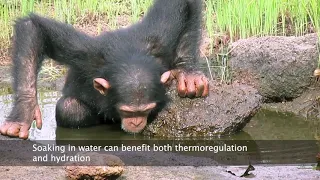 Use of Water by Chimpanzees on the Savanna