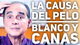 Episodio #1862 La Causa Del Pelo Blanco Y Canas