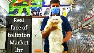 Real face of tollinton market lahore||Actual reality of pets rates & breed||EXPOSED||Fahad khan|