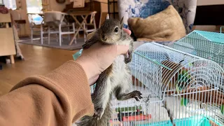 Baby squirrel - 10 weeks: she’s officially weaned off milk!