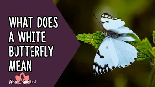 What Does a White Butterfly Mean?