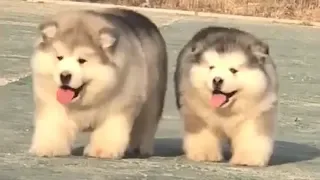 Cute Alaskan Malamute Puppies Running2