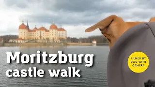 Walk around the Moritzburg castle with dog with camera