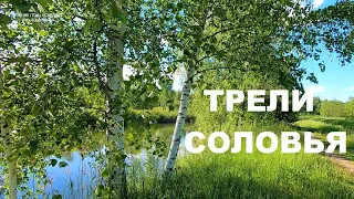 ТРЕЛИ СОЛОВЬЯ,ЦЕЛИТЕЛЯ ОТ БОГА.СОЛОВЕЙ СВОИМ ПЕНИЕМ ПОДНИМАЕТ ВИБРАЦИИ ДУШИ И МЫ ОТДЫХАЕМ ОТ ТРЕВОГ.