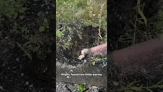 Baby snapping turtle hunts down worms