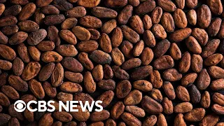 Why cocoa prices are soaring to record levels