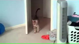 Смешной испуг кота, кот испугался, смешное видео с котом