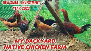 FIRST VLOG NATIVE CHICKEN BACKYARD FARMING 2023