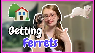 What to do When Bringing Your NEW Ferrets HOME!