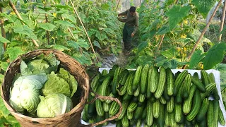 Harvest cucumbers, cabbage to sell at the market, start moving to a new house to live in | EP 32