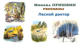 М.Пришвин "Лесной доктор" - Рассказы Пришвина - Слушать