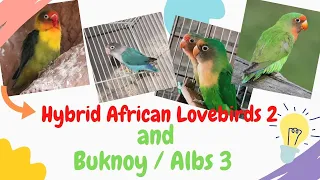 HOW TO IDENTIFY HYBRID LOVEBIRDS/PAANO NGA BA MALAMAN KUNG BUKNOY O HYBRID ANG IYONG ALAGA VLOG#20