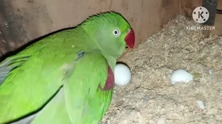 raw parrot ke egg hatch hoge// egg hatching time/