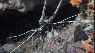 Spiny Lobster in indonesian Reef