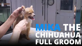 Dog Grooming Chihuahua - Mika - Full Groom