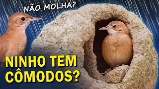 Como é POR DENTRO do NINHO do JOÃO-DE-BARRO? #joaodebarro