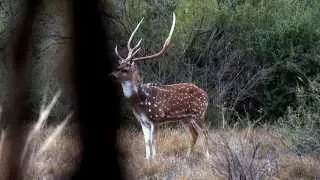 Hunting for Axis, Blackbuck and Aoudad - 1422