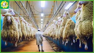 Excellent Lamb Processing Factory and Lamb Products | Food Factory