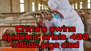 China's swine epidemic crisis, 400 million pigs died from illegal vaccines. China lacks pork