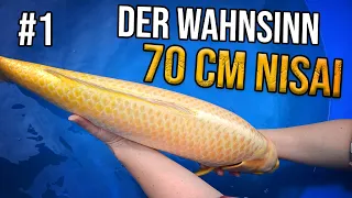 Outside teichjuwelen 1 - Dominiks neue Koikarpfen + 70cm Nisai!