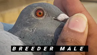 Racing pigeon | Breeders Male