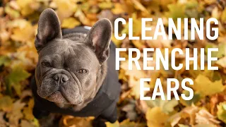 How To Clean Your Frenchies Ears | French Bulldog | JUST A TIP TUESDAY